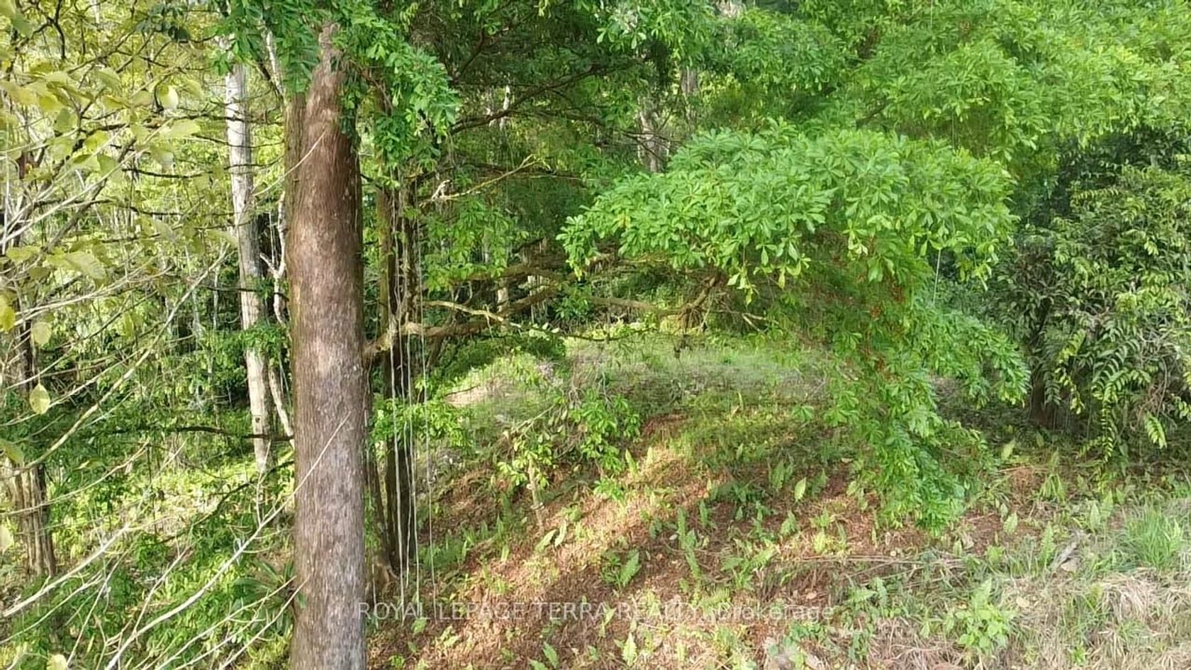 LOT8-65 E CINCO VENTANAS Rd 