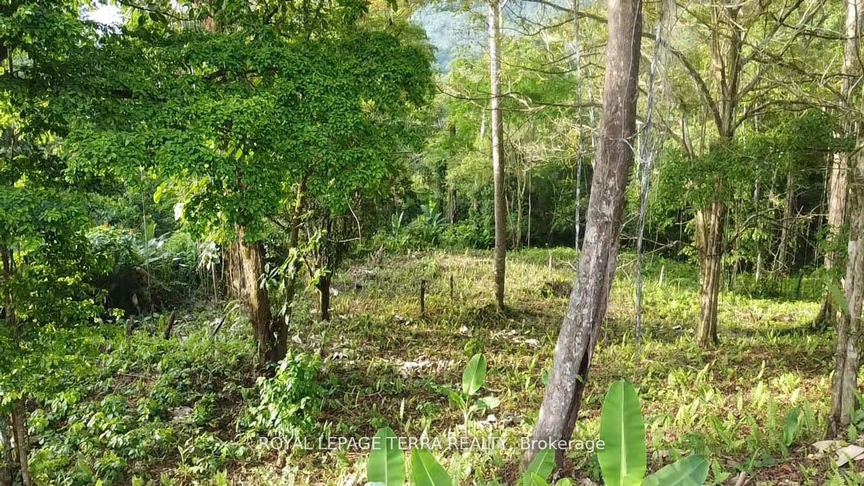 2 Avenida Principle 
