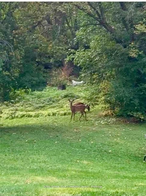 Photo 31 at 247 Harris Avenue, Jefferson, Richmond Hill Photo 31 at 247 Harris Avenue, Jefferson, Richmond Hill