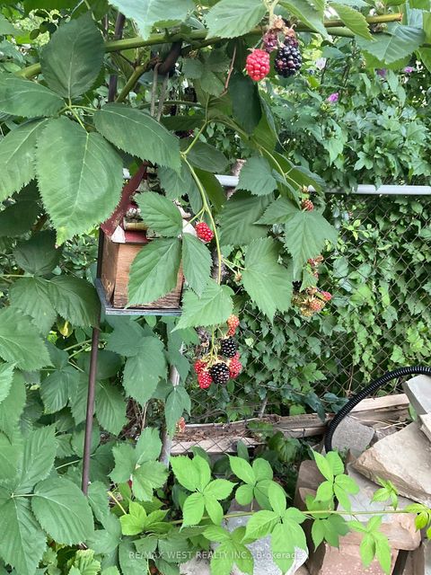 Photo 33 at 62 Allenby Avenue, Old Rexdale, Toronto