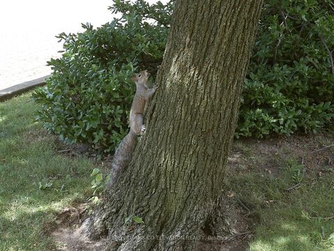 Photo 33 at 308 - 250 Scarlett Road, Smythe, Toronto