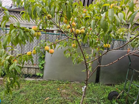 Photo 48 at 17 Slater Court, Jane Heights, Toronto