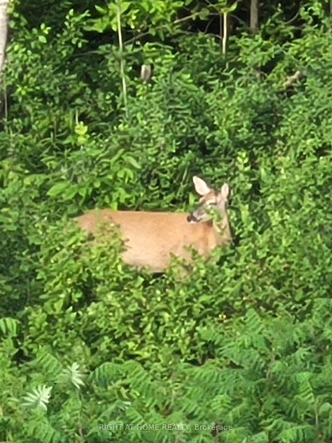 Photo 39 at 216 Sunset Vista Court E, Aurora Estates, Aurora