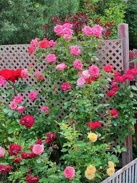 Photo 30 at 40 Belinda Square, Steeles, Toronto