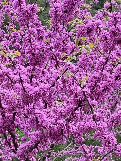 Photo 40 at 2 Ivor Road, York Mills, Toronto