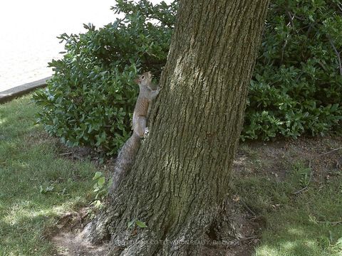 Photo 40 at 709 - 240 Scarlett Road, Smythe, Toronto