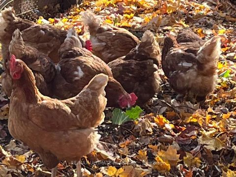 Photo 44 at 16900 Nestleton Road, Rural Scugog, Scugog