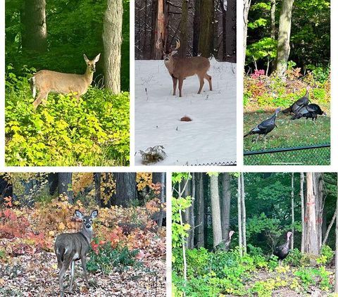 Photo 49 at 150 Cannes Avenue, Vellore Village, Vaughan