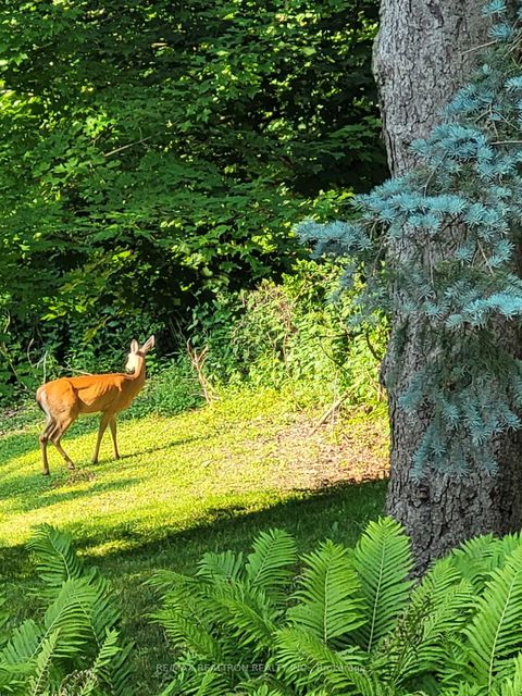 Photo 47 at 80 Forest Grove Drive, Bayview Village, Toronto