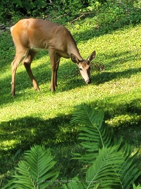 Photo 48 at 80 Forest Grove Drive, Bayview Village, Toronto