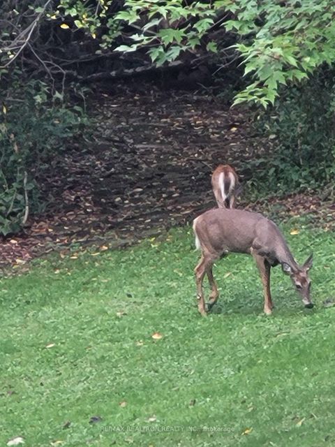 Photo 49 at 80 Forest Grove Drive, Bayview Village, Toronto