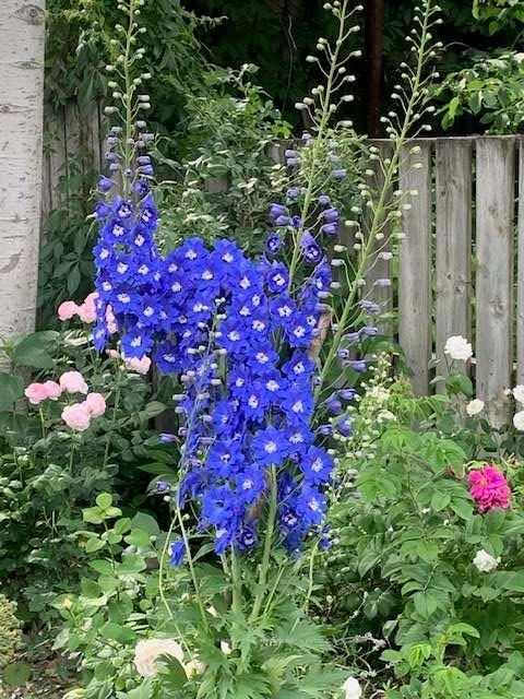 Photo 33 at 262 Concord Avenue, Little Italy, Toronto