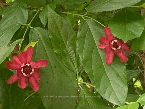 Photo 35 at 262 Concord Avenue, Little Italy, Toronto