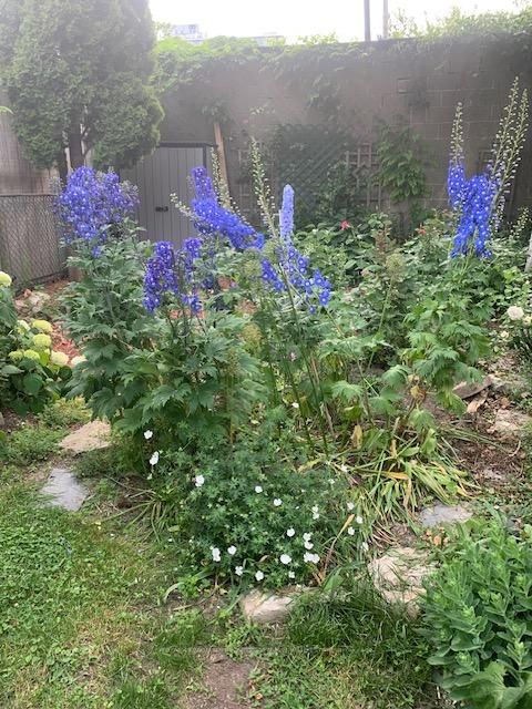 Photo 36 at 262 Concord Avenue, Little Italy, Toronto