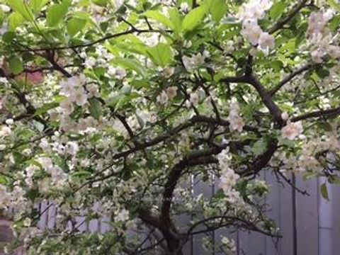 Photo 30 at 14 Fitzgerald Mews, Woodbine Corridor, Toronto