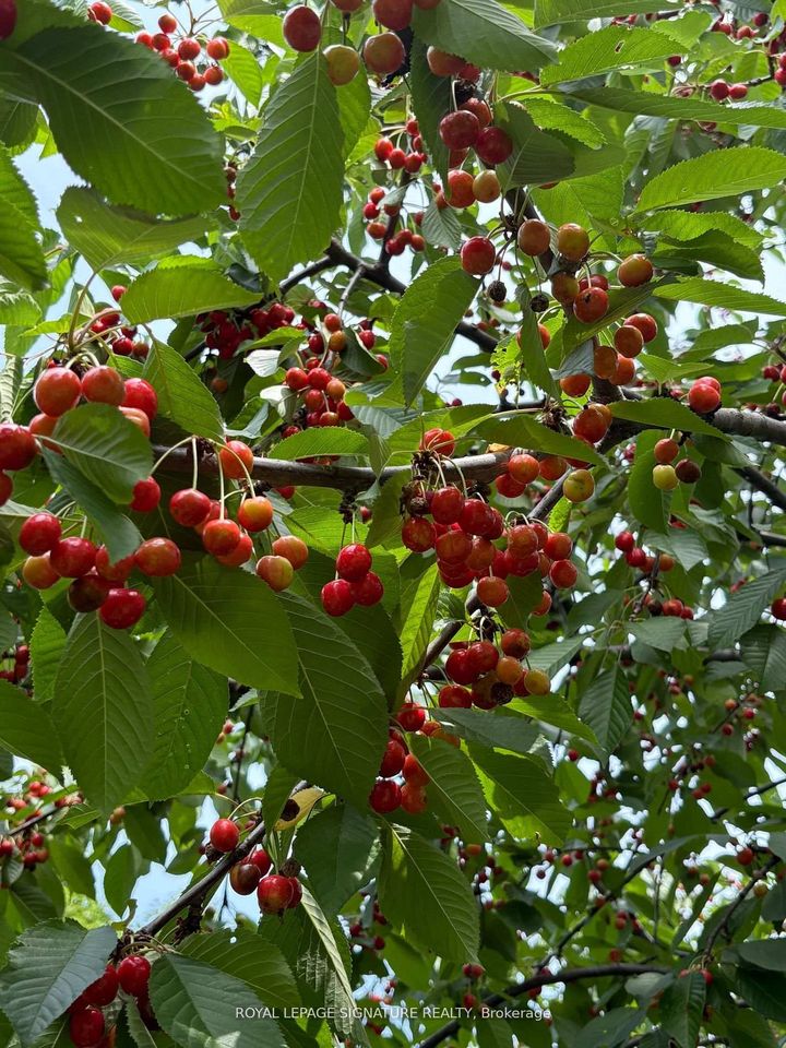 Photo 3 at 4097 Hickory Drive, Rathwood, Mississauga