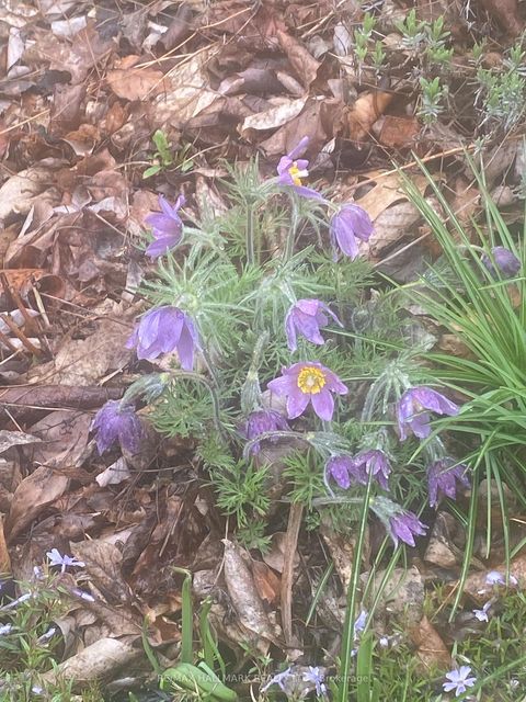 Photo 46 at 85 Roosevelt Road, Danforth, Toronto