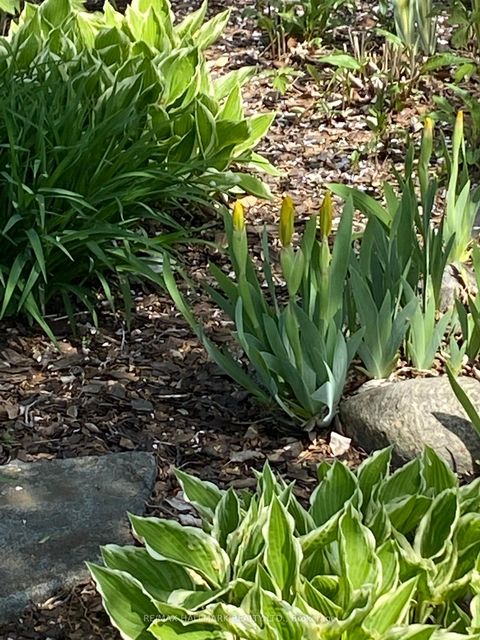 Photo 48 at 85 Roosevelt Road, Danforth, Toronto