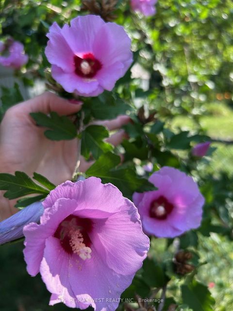 Photo 37 at 57 Alpaca Drive, Woburn, Toronto