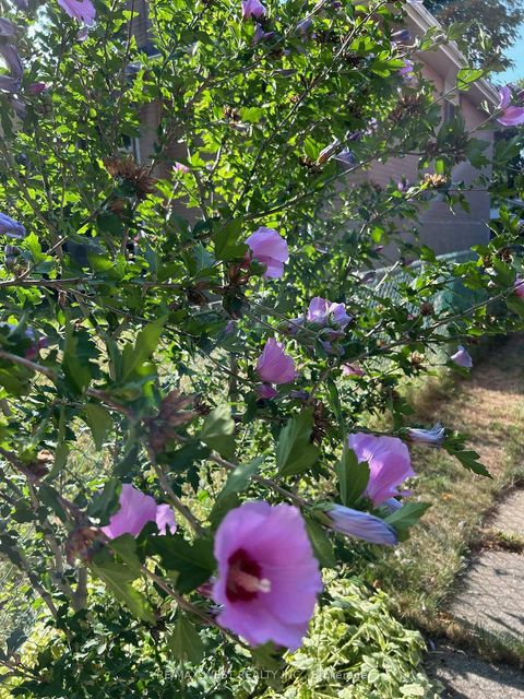 Photo 38 at 57 Alpaca Drive, Woburn, Toronto