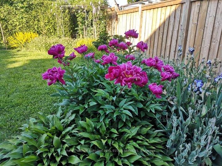 Photo 42 at 1294 Napier Crescent, CP College Park, Oakville