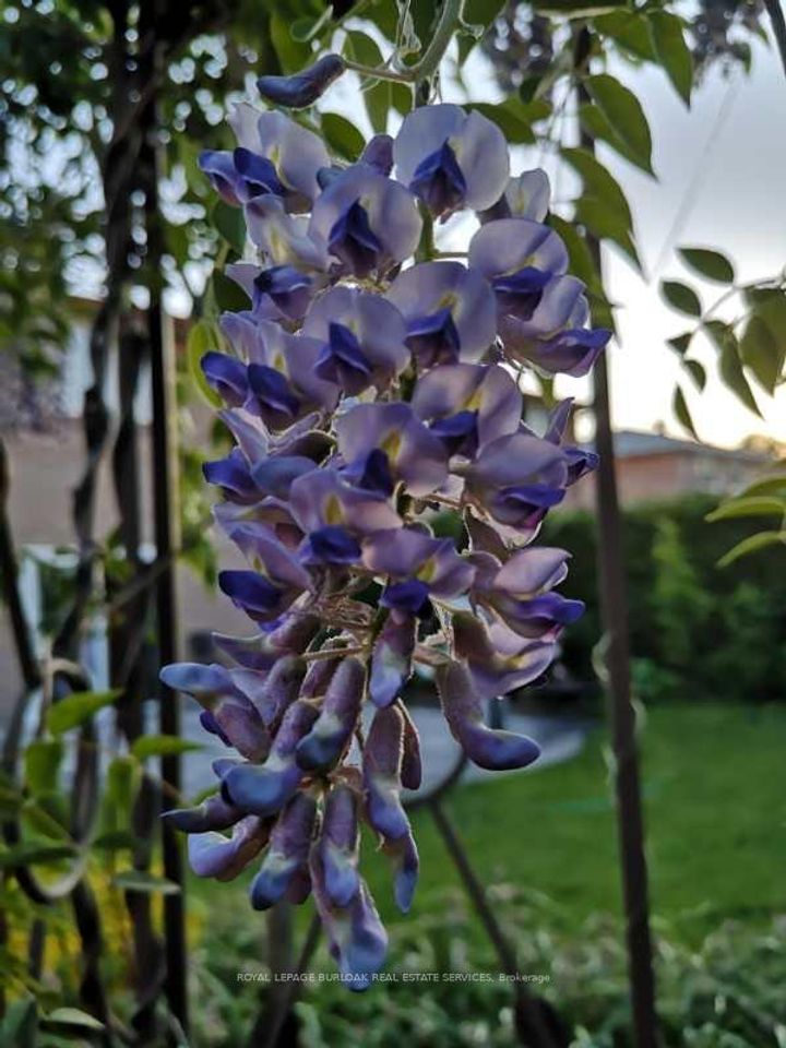 Photo 44 at 1294 Napier Crescent, CP College Park, Oakville