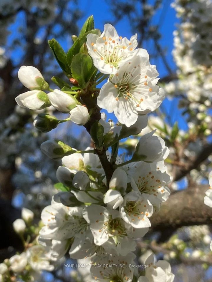 Photo 40 at 20 Elgin Street, Georgetown, Halton Hills