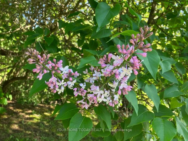 Photo 42 at 20 Elgin Street, Georgetown, Halton Hills