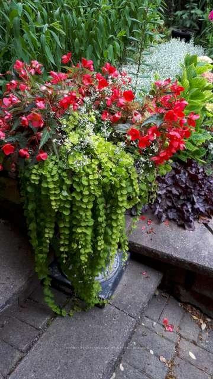 Photo 46 at 39 Deerford Road, Don Valley Village, Toronto