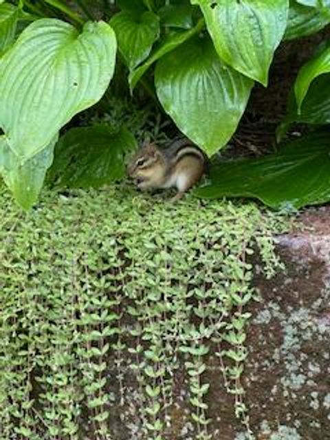 Photo 43 at 23 - 52 Adelade Street, Allandale, Barrie