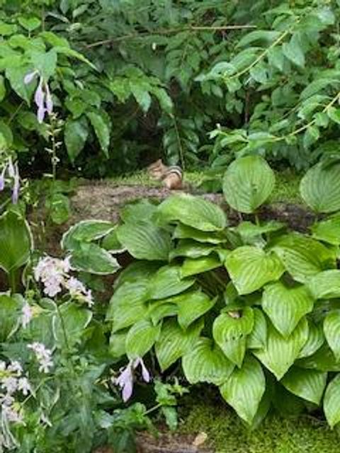 Photo 44 at 23 - 52 Adelade Street, Allandale, Barrie