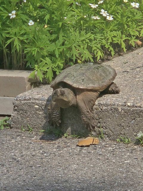 Photo 42 at 101 - 185 Stephen Drive, Queensway, Toronto