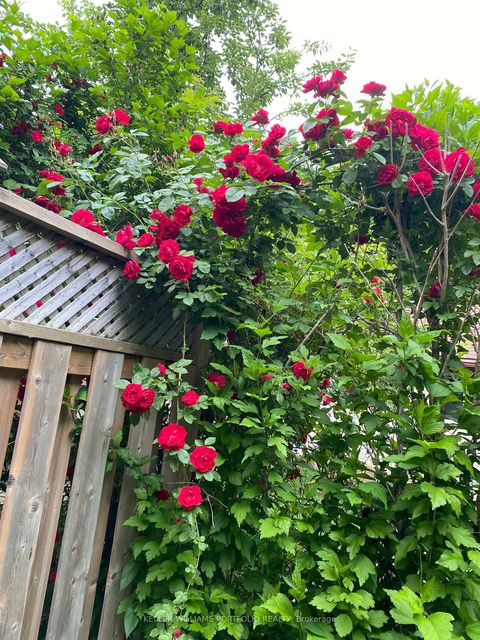 Photo 39 at 49 Dolphin Drive, Birchmount, Toronto