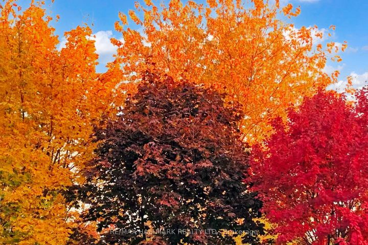 Photo 37 at 42 Mayan Avenue, Westbrook, Richmond Hill