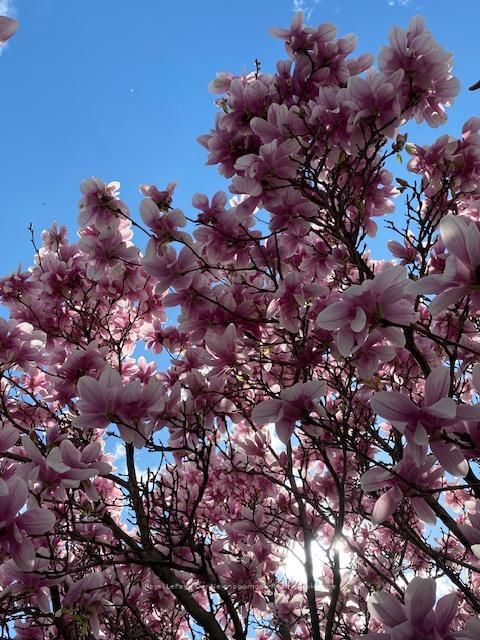 Photo 34 at 81 Hart Boulevard, Newcastle, Clarington