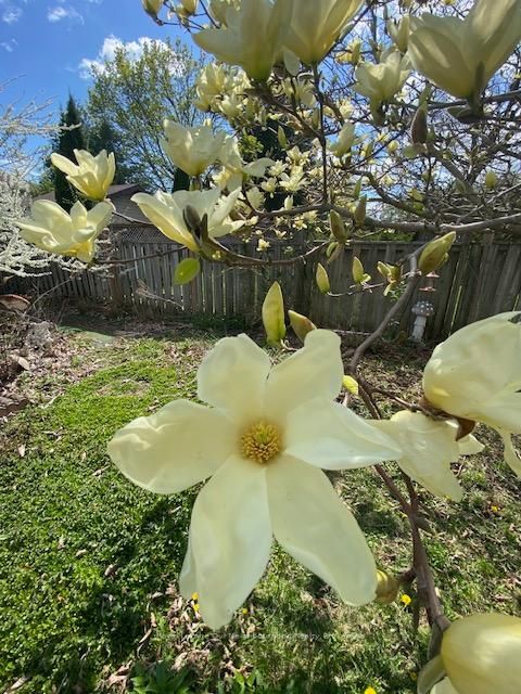 Photo 35 at 81 Hart Boulevard, Newcastle, Clarington