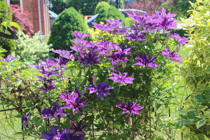 Photo 43 at 29 Hamilton Crescent, Georgetown, Halton Hills