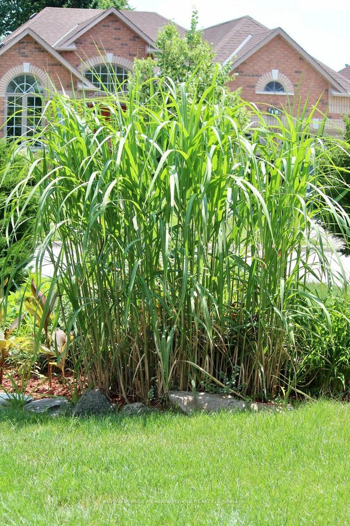 Photo 45 at 29 Hamilton Crescent, Georgetown, Halton Hills