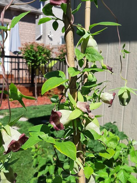 Photo 49 at 236 Slywood Crescent, Maple, Vaughan