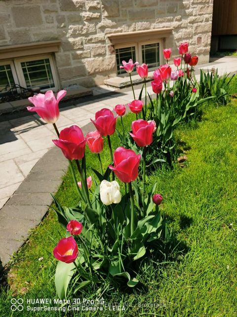 Photo 45 at 38 Pheasant Road, Newtonbrook East, Toronto