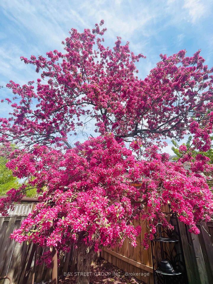 Photo 11 at 43 Bluesky Crescent, Observatory, Richmond Hill