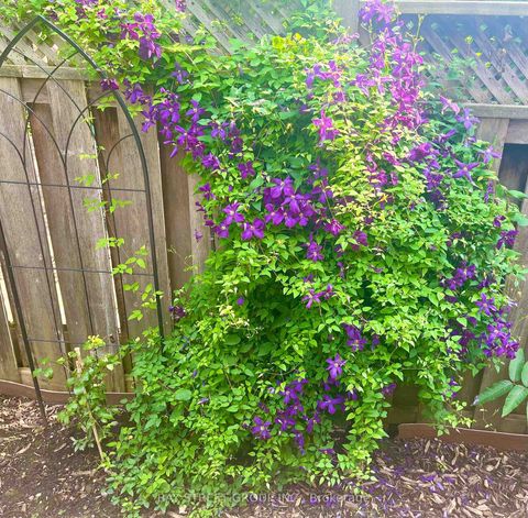 Photo 12 at 43 Bluesky Crescent, Observatory, Richmond Hill