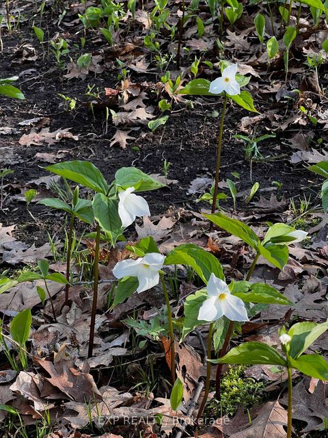 Photo 44 at 115 Fog Road, Rural King, King