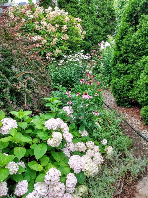 Photo 8 at 14 Crang Avenue, Oakwood Village, Toronto