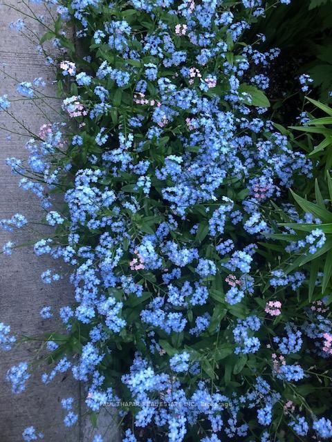 Photo 39 at 10 Castlebury Crescent, Steeles, Toronto