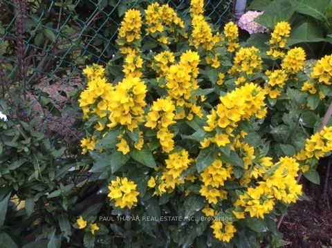 Photo 40 at 10 Castlebury Crescent, Steeles, Toronto