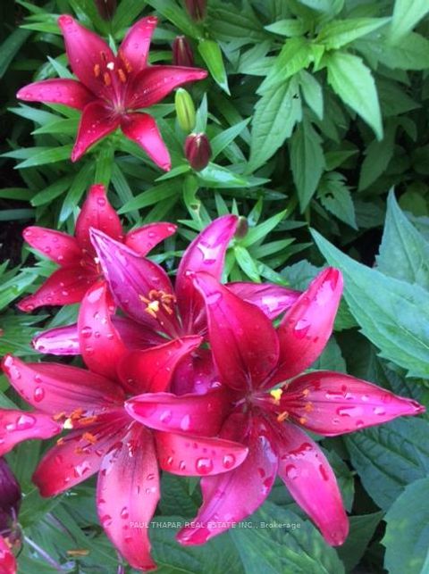 Photo 44 at 10 Castlebury Crescent, Steeles, Toronto