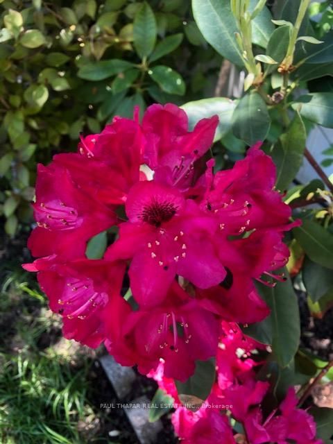 Photo 49 at 10 Castlebury Crescent, Steeles, Toronto