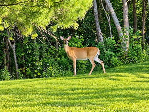 Photo 12 at 8 Country Heights Drive, Rural Richmond Hill, Richmond Hill